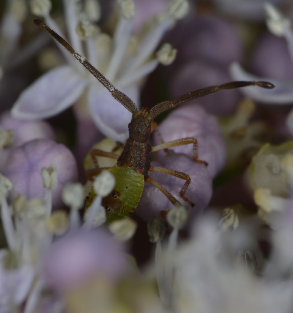Richiesta classificazione - Coreidae: Gonocerus acuteangulatus